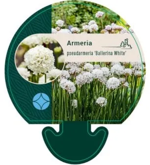 Trawa angielska