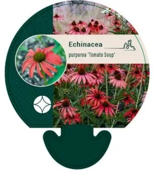 Jeżówka purpurowa